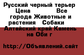 Русский черный терьер › Цена ­ 35 000 - Все города Животные и растения » Собаки   . Алтайский край,Камень-на-Оби г.